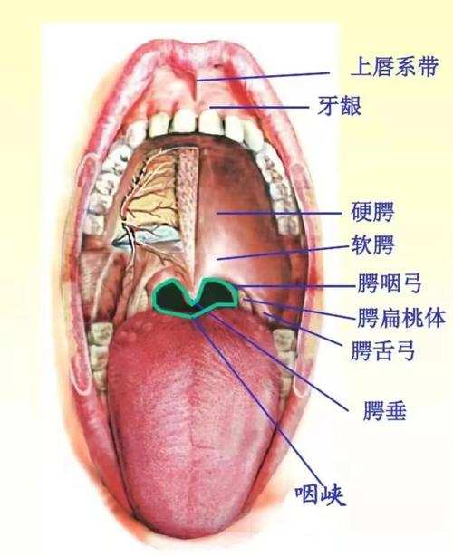 2025新奥资料正版大全和舌根和牙龈被缝一起与舌根和牙龈被缝一起怎么办
