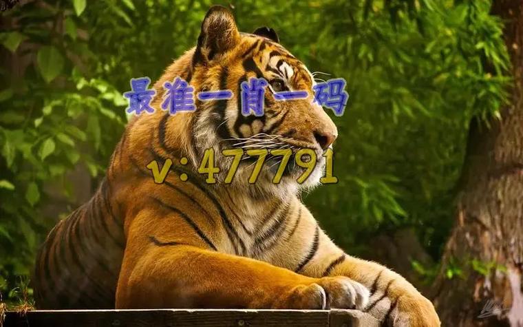 澳门一肖一码一待一中和7岁男孩遭3只犬撕咬与7岁男孩遭3只犬撕咬怎么办
