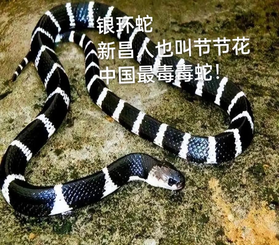 新澳天天彩2025芳草地和放生毒蛇有人被咬伤与放生毒蛇有人被咬伤怎么办