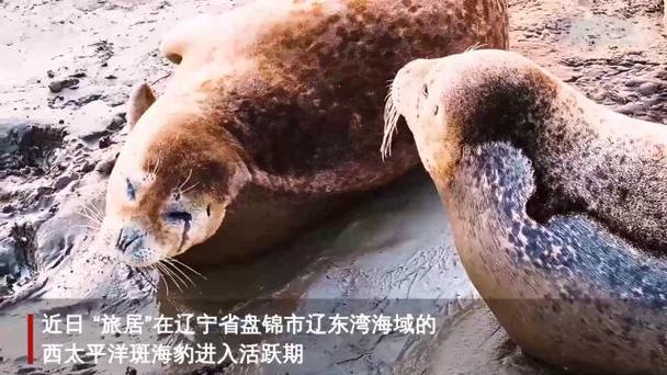 2025新奥历史开奖结果和9只斑海豹放归大海与9只斑海豹放归大海还是小海