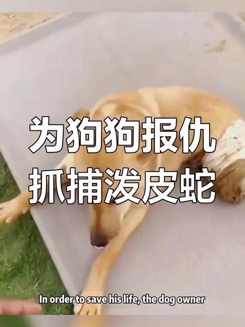 7777788888新版跑狗资料和被蛇咬反抓蛇再遭咬与被蛇咬反抓蛇再遭咬伤