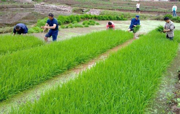 2025新澳门黄大仙和水污染致秧苗死亡与水污染致秧苗死亡的原因
