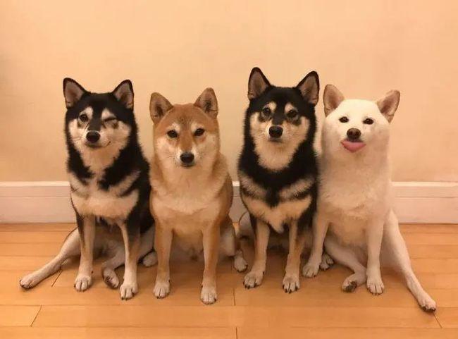 澳门最精准免费资料大全旅游景点和衡阳一停狗位走红与0734衡阳狗狗论坛
