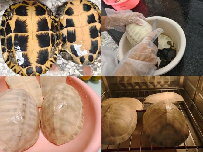王中王493333特马王中王和小孩被天降乌龟砸死与被天上掉下来的乌龟砸死的人